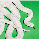 Deftones - Private Music