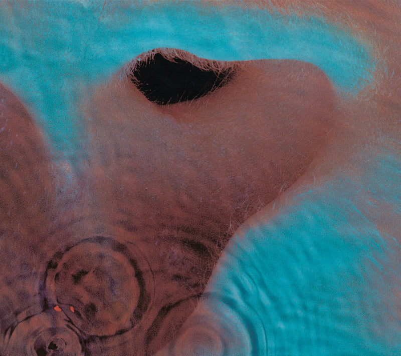 Pink Floyd - Meddle (2025 Reissue)