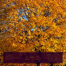 The Golden Tree - Scottish Songs Observed Volume 1 - lastnightfromglasgow