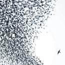 Wilco - Sky Blue Sky - lastnightfromglasgow