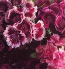 Biff Bang Pow - The Girl Who Runs The Beat Hotel - lastnightfromglasgow