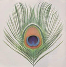 XTC - Apple Venus Vol 1 - lastnightfromglasgow